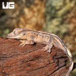 ug_crested_gecko_7_4.jpg