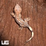 ug_crested_gecko_7_3.jpg