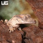 ug_crested_gecko_7_2.jpg