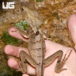 ug_smooth_helmeted_iguana_4.jpg