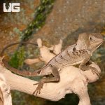 ug_smooth_helmeted_iguana_3.jpg