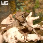 ug_smooth_helmeted_iguana_2.jpg