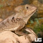 ug_smooth_helmeted_iguana_1.jpg
