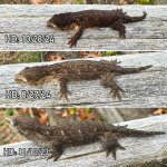 IMG_6576.jpeg