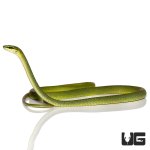 ug_african_emerald_tree_snake_4.jpg