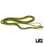 ug_african_emerald_tree_snake_2.jpg