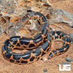 ug_Saharan_Sand_Boa_1.jpg
