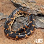 ug_Saharan_Sand_Boa_2.jpg