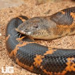 ug_Saharan_Sand_Boa_5.jpg