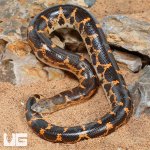 ug_Saharan_Sand_Boa_4.jpg