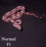 9FB710B5-612C-4351-827D-8E134834CBD0.jpeg