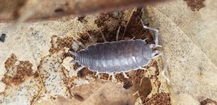 porcellionides-pruinosus-powder-blue-342048 (1).jpg