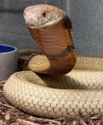 IMG_4448.jpeg