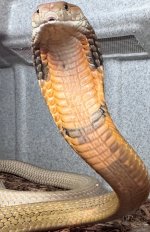 IMG_4447.jpeg
