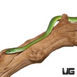 ug_new_green_bush_snake_4.jpg