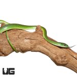ug_new_green_bush_snake_3.jpg
