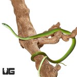 ug_new_green_bush_snake_2.jpg