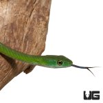 ug_new_green_bush_snake_1.jpg