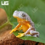 ug_Fringed_Leaf_Frog_5.jpg