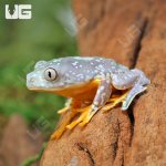 ug_Fringed_Leaf_Frog_4.jpg