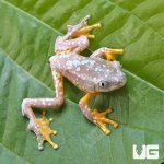 ug_Fringed_Leaf_Frog_3.jpg