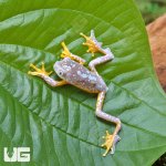 ug_Fringed_Leaf_Frog_2.jpg