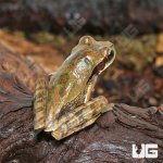 ug_Masked_Tree_Frog_3.jpg