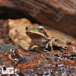 ug_Masked_Tree_Frog_2.jpg