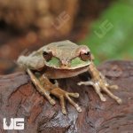 ug_Masked_Tree_Frog_1.jpg