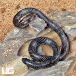 ug_African_Shovel_Snout_Snake_5.jpg