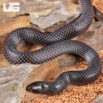ug_African_Shovel_Snout_Snake_3.jpg