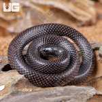 ug_African_Shovel_Snout_Snake_2.jpg