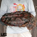 ug_giant_mata_mata_4.jpg