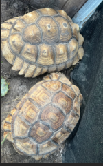 sulcata adults 2.png