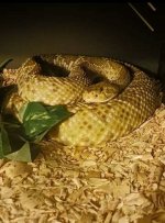 basiliscus1.jpg