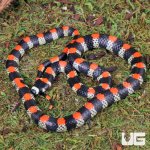 ug_Black_Banded_Snake_5.jpg