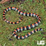 ug_Black_Banded_Snake_4.jpg