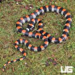 ug_Black_Banded_Snake_3.jpg
