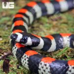 ug_Black_Banded_Snake_1.jpg