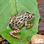 ug_Red_Leg_Running_Frog_(Bubbling_Kassina)_4.jpg