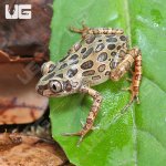 ug_Red_Leg_Running_Frog_(Bubbling_Kassina)_2.jpg