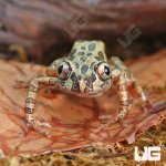 ug_Red_Leg_Running_Frog_(Bubbling_Kassina)_1.jpg