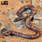 ug_Juvenile_Calabar_Python_4.jpg