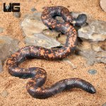 ug_Juvenile_Calabar_Python_3.jpg