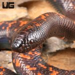 ug_Juvenile_Calabar_Python_2.jpg
