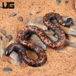 ug_Juvenile_Calabar_Python_1.jpg