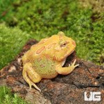 ug_albino_Pacman_Frog_1.jpg