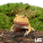ug_albino_Pacman_Frog_2.jpg