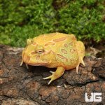 ug_albino_Pacman_Frog_3.jpg