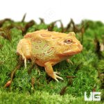 ug_albino_Pacman_Frog_4.jpg